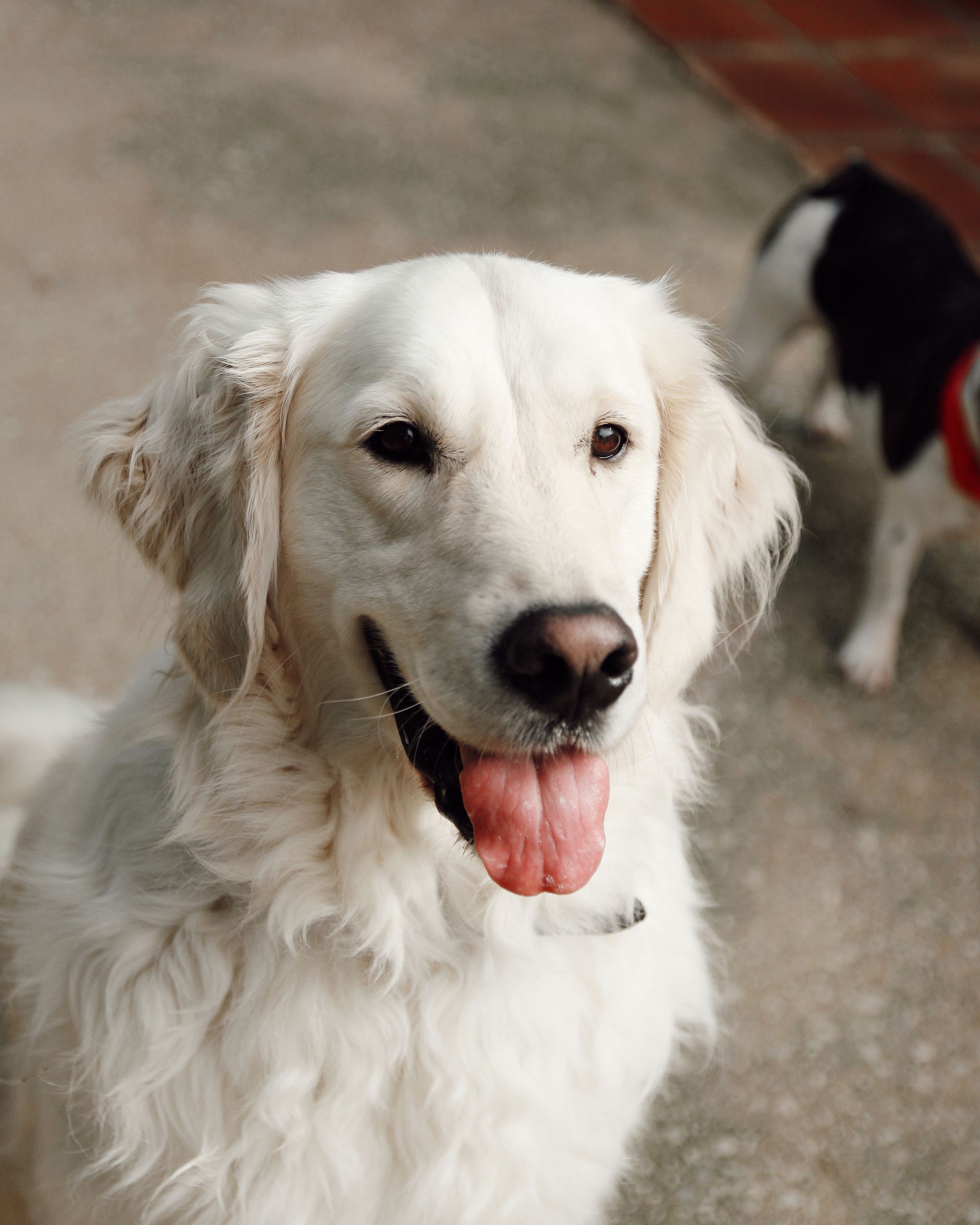 Pet Food ingredient applications